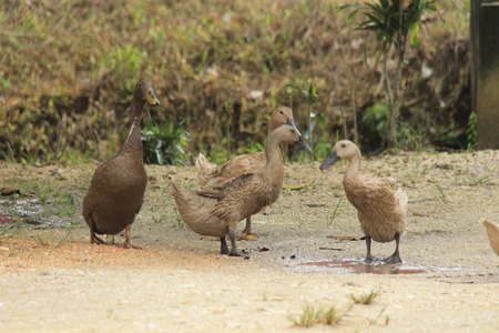 duck in the yardの写真素材