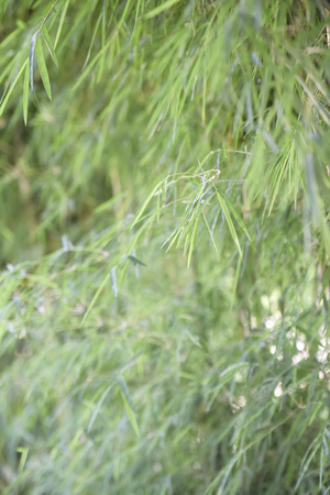 bambooの写真素材