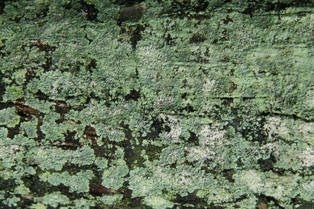 texture of wood surface, isolated, outdoor.の写真素材