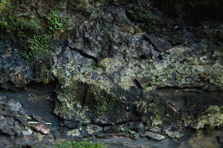 texture of wood surface, isolated, outdoor.の写真素材