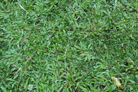 green grass in the yardの写真素材