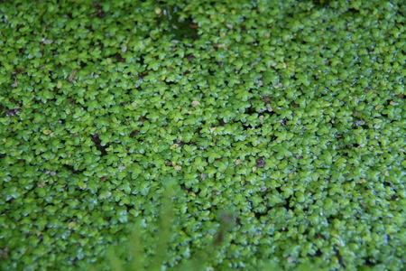 small plants on the pond water.の写真素材