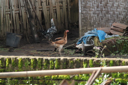 chicken in the yardの写真素材