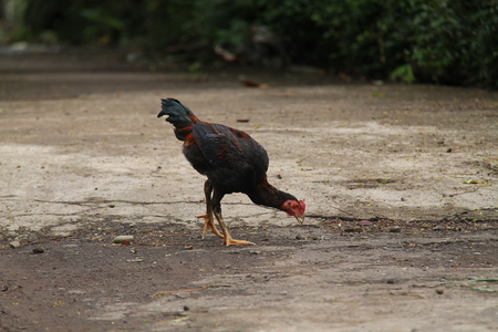 chicken in the yardの写真素材