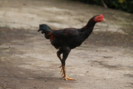 chicken in the yardの写真素材