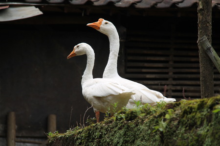 two white swansの写真素材