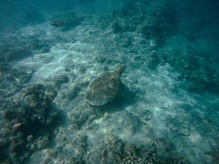 turtle, the ancient underwater world creature resting on the seabed, mabul island sabah