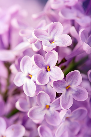 Lilac flowers (close up shot)の写真素材
