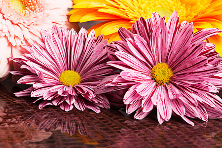 Four gerberas with water drops on the brown backgroundの写真素材
