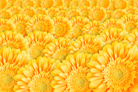 Bright yellow gerbera flowers horizontal backgroundの写真素材