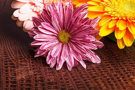 Three gerberas with water drops on the brown backgroundの写真素材