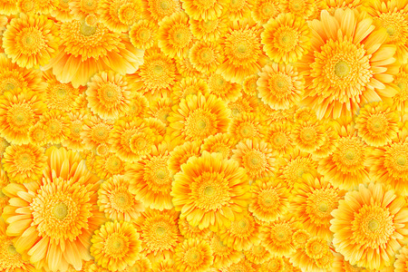 Bright yellow gerbera flowers horizontal backgroundの写真素材