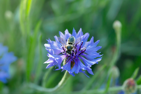 Honeybee is sitting on a blue cornflower and gather nectarの写真素材