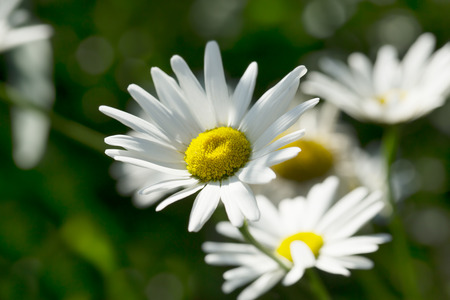 Chamomiles in the sunlight over green backgroundの写真素材