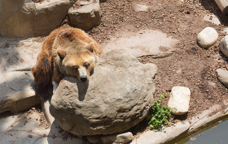 Bear is sleeping after lunch in a zooの写真素材