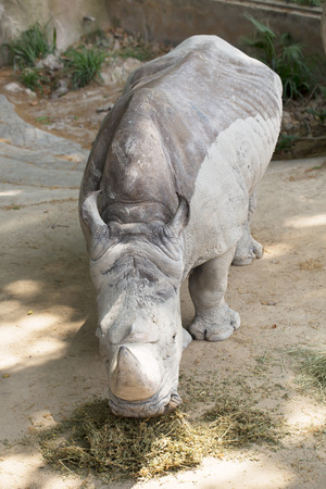 Rhino eats fresh hay in the Barcelona zooの写真素材