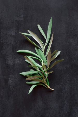 Olive branch on a backgroundの写真素材