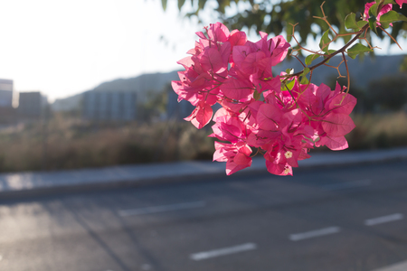 Pink Bougainvillea flower on cityscape backgroundの写真素材