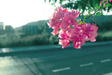 Pink Bougainvillea flower on cityscape backgroundの写真素材