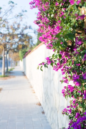 Pink Bougainvillea flower on cityscape backgroundの写真素材