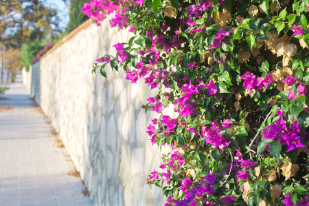 Pink Bougainvillea flower on cityscape backgroundの写真素材