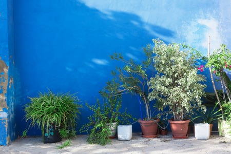 Group of flower pot on concrete floor and blue wall backgroundの写真素材
