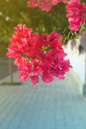 Pink Bougainvillea flower on cityscape backgroundの写真素材