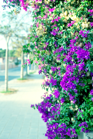 Purple Bougainvillea flower on cityscape backgroundの写真素材