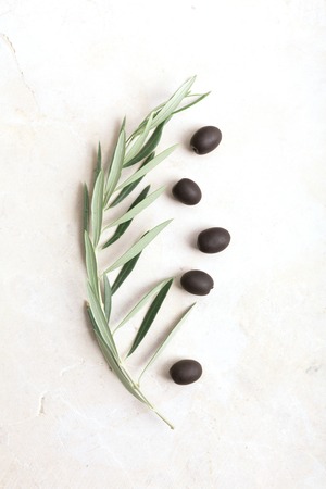 Olive branch on white  with copy spaceの写真素材