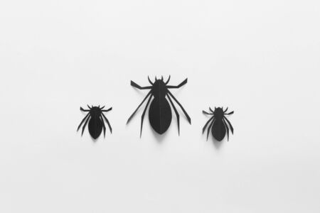 Spiders on white background. Halloween holiday concept. Black insects over background. Top view,...