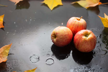 Red apples and oak leaves on a dark background with raindropsの写真素材