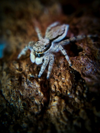 Jumping Spider found at the big tree.