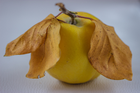 Ripe delicious quince with yellow leaves on a white backgroundの写真素材