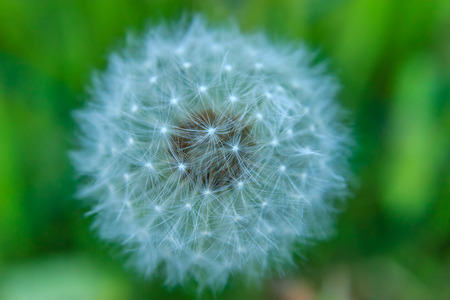 White fluffy dandelion on blurred green background, close upの写真素材