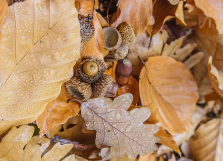 Composition of acorns and golden leaves with water drops in the autumn, close upの写真素材