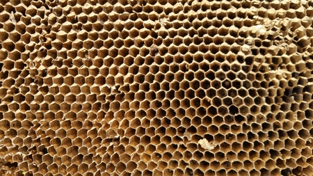 Honeycomb, closeupの写真素材