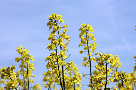 Blooming yellow rapeseed field. against blue sky