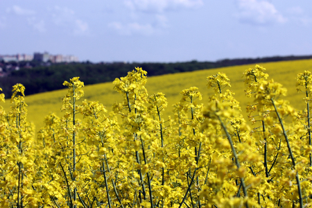 blooming yellow rapeseed field. against cloudy skyの写真素材