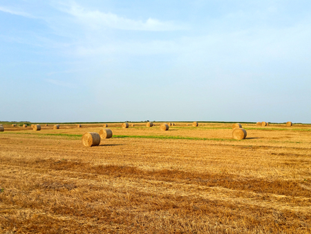 Hay rolls on wheat field in late summer. Agriculture