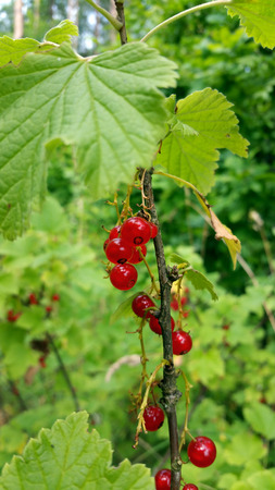 Berries of red currant, on the green leafs background. Close-up.の写真素材