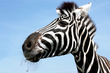 Portrait of a zebra with beautiful. Muzzle close upの写真素材