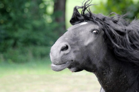 funny muzzle of a black horse close up.の写真素材