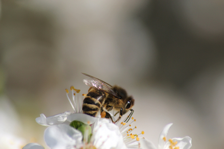 bee collects nectar on the flowers of white blooming apple. Anthophila, Apis mellifera. Close upの写真素材