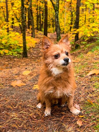 red dog, like a fox sitting on the yellow fallen leaves. On a blurred background of autumn trees with yellow leaves.の写真素材
