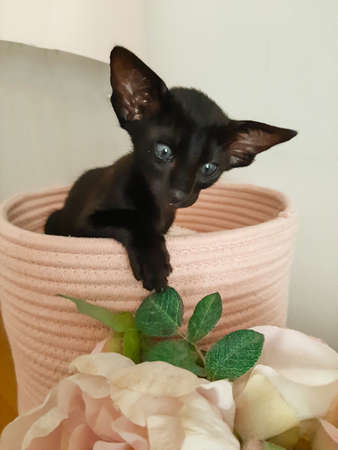 Oriental black kitten with big ears sits in pink bedの写真素材