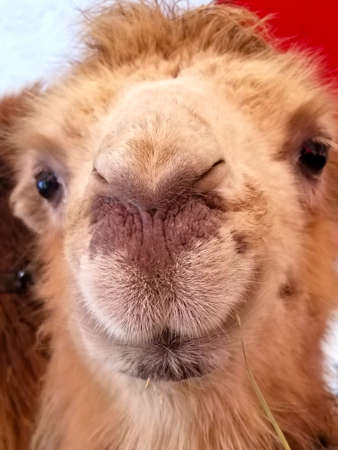 funny muzzle of a young camel, shot close-upの写真素材
