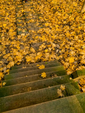wooden steps ladder among the fallen yellow leaves. Autumn mood.の写真素材