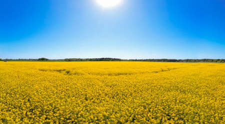 blooming yellow rapeseed field. against blue sky. Sun over rapessed field. Panoramic photo.の写真素材