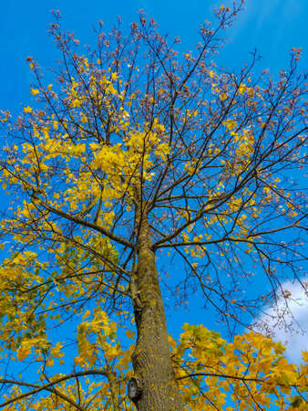 bottom view of a maple tree in autumn, with yellow leaves. Against the background of a blue clear skyの写真素材