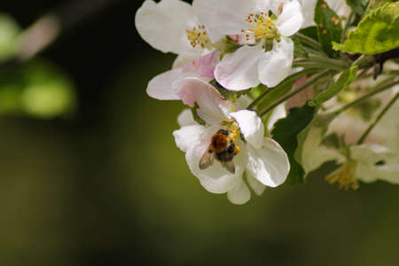 bee collects nectar on the flowers of white blooming apple. Anthophila, Apis mellifera. Selective focusの写真素材